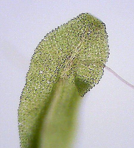 Barbula convoluta